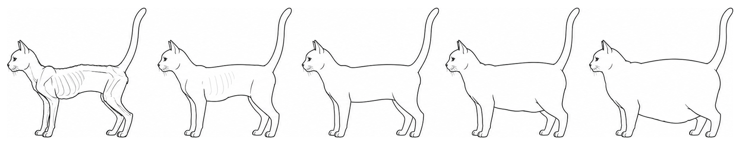 Body condition chart for cats: five side-view body shapes from very thin on the left to obese on the right.
