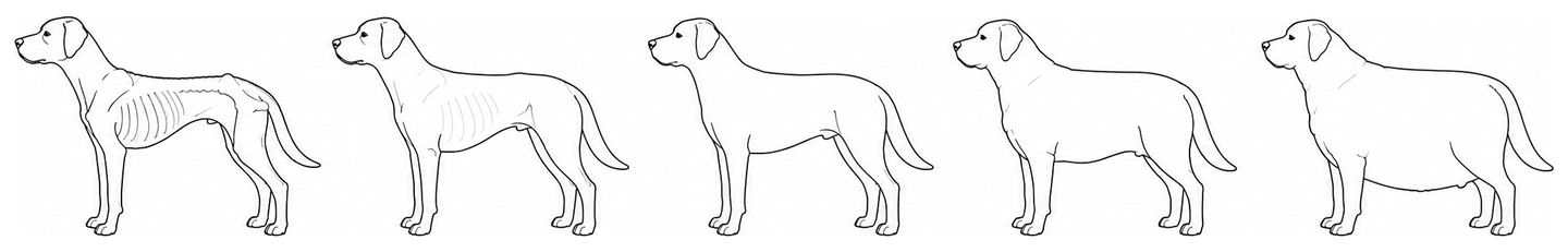 Body condition chart for dogs: five side-view body shapes from very thin on the left to obese on the right.