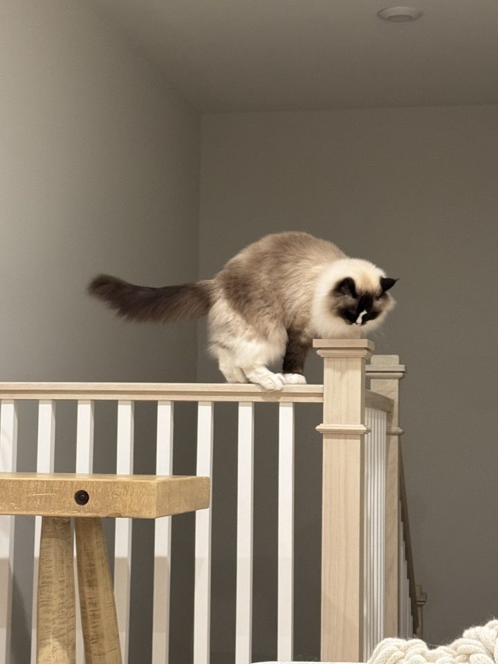 Poppy, our ragdoll, perched on a banister