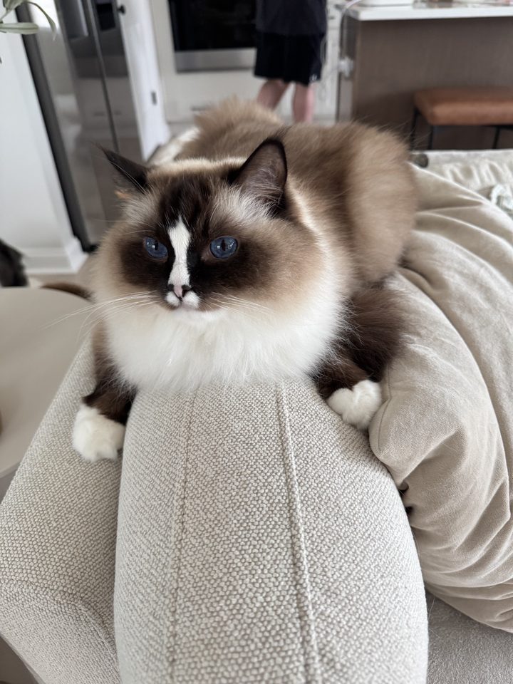 Poppy draped over the arm of a couch
