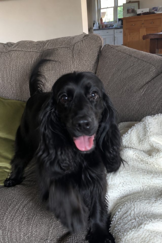 A black cocker spaniel sitting happily on the couch