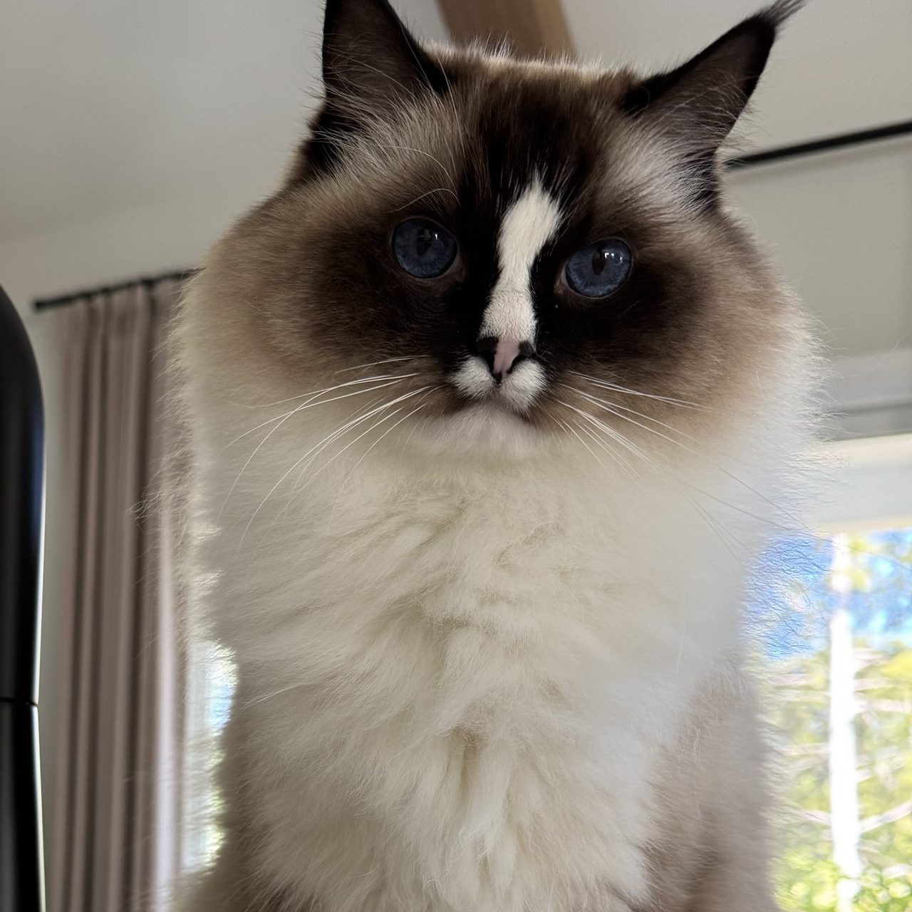 Poppy, our ragdoll cat, sitting on the kitchen counter