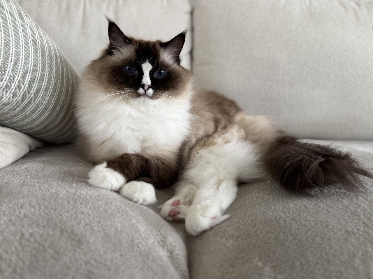 Poppy relaxing at home