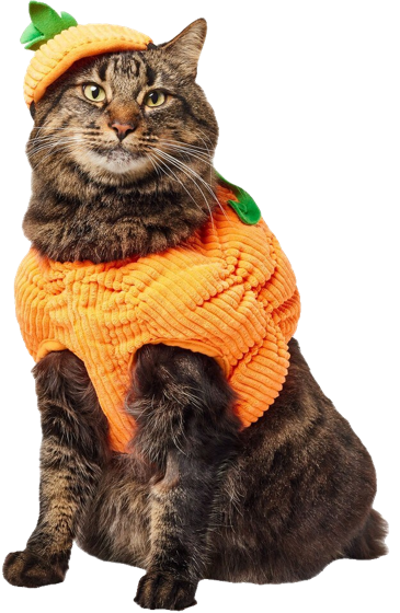 Frisco Pumpkin ball costume